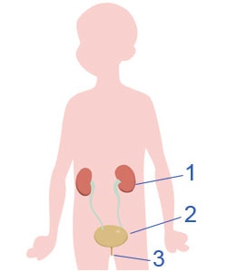 Ουροποιητικό σύστημα παιδιού