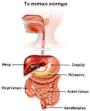 Το πεπτικό σύστημα